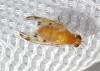 Homoneura sp.